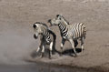 <b>Equus burchelli.</b> Parc d'Etosha, Namibie. Zebres de Burchell parc d'Etosha en Namibie. 